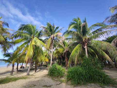 海边椰子树林三亚风光