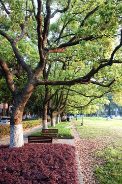 浙江大学校园风光