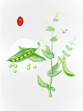 豌豆农作物植物插画风元素