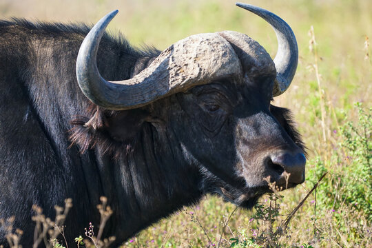 非洲野水牛