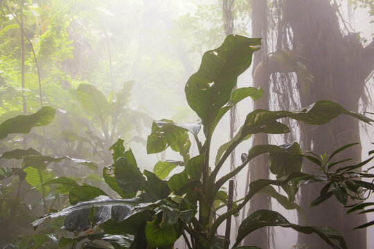 热带雨林植物植物园
