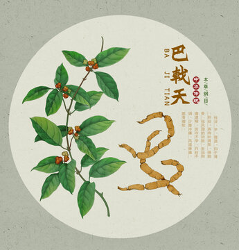 巴戟天