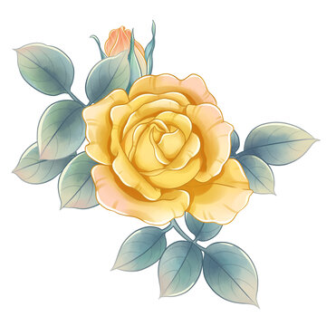 手绘玫瑰月季花素材