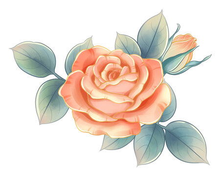 月季花玫瑰花水彩插画素材