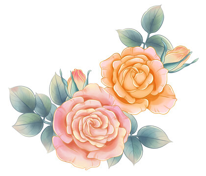 手绘玫瑰花月季花水彩素材