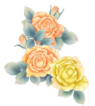 手绘玫瑰花插画水彩月季素材