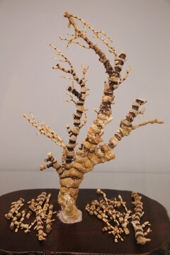 竹节珊瑚