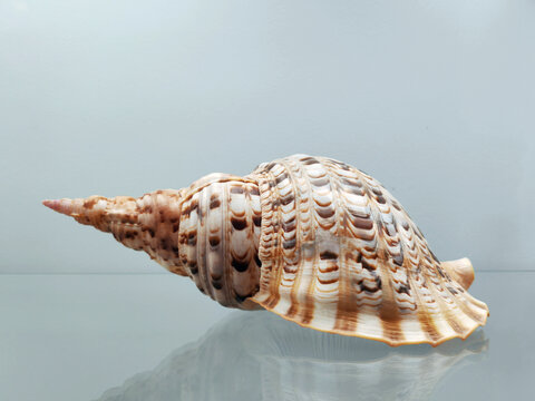 凤尾螺