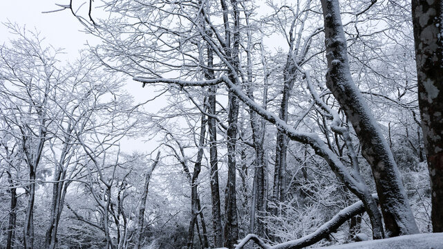 下雪的峨眉山