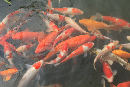 彩色锦鲤鱼群