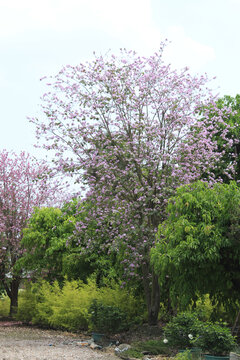 盛开的宫粉羊蹄甲树