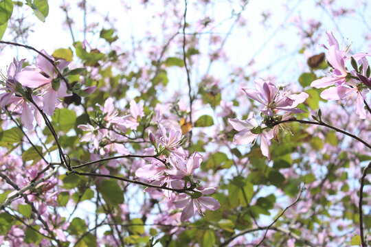 粉色洋紫荆花朵