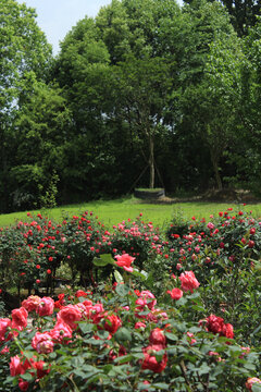 红玫瑰绿草坪背景素材