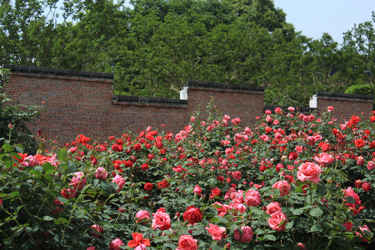 浪漫红玫瑰花丛