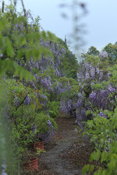 私人紫藤种植园