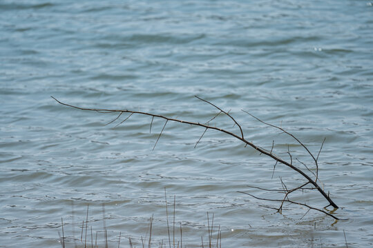 湖中的枯树枝