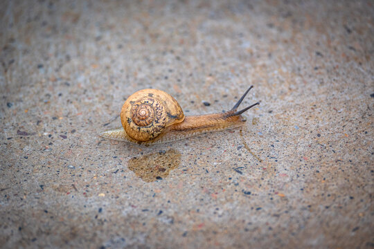 雨后爬行蜗牛