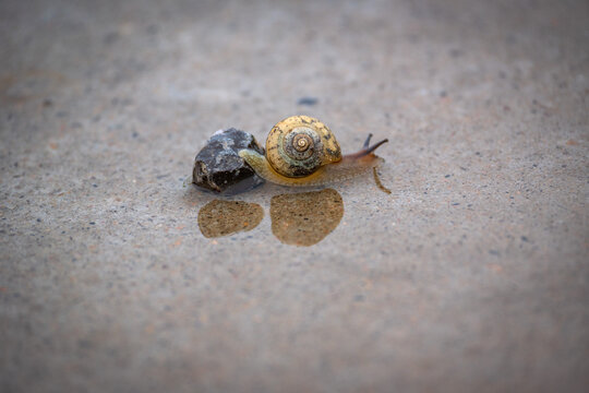 雨后的蜗牛