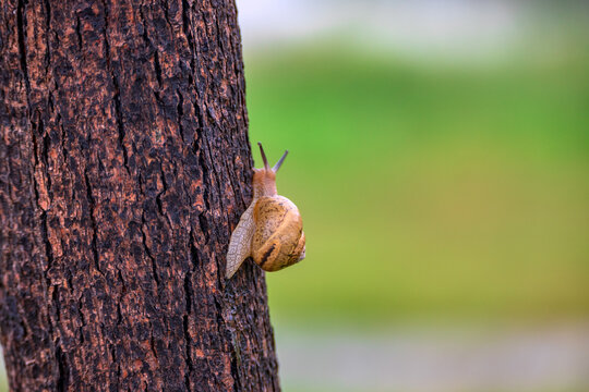 树上的蜗牛