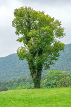 绿树草地