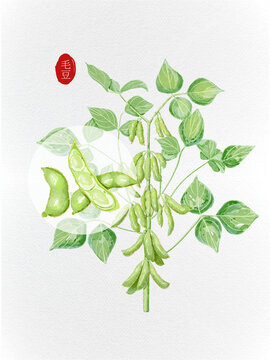 毛豆農(nóng)作物植物插畫風元素