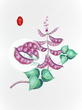 扁豆農作物植物插畫風元素