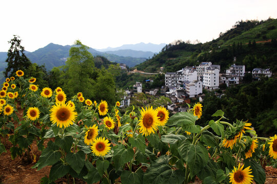 山村向日葵