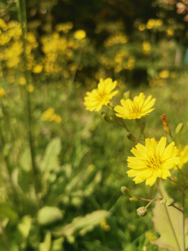 野菊花小黄花苦荬菜