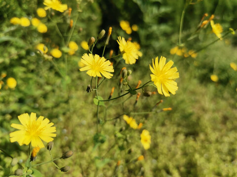 野菊花小黄花苦荬菜