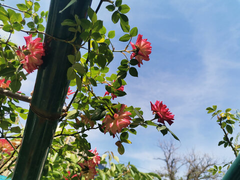 蔷薇花月季花