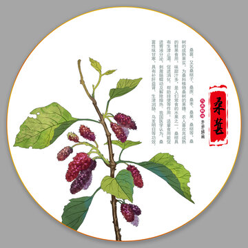 桑葚插畫