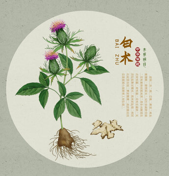 白術(shù)插畫