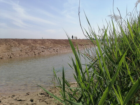 河流芦苇湿地