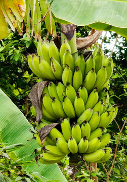 香蕉树芭蕉水果树