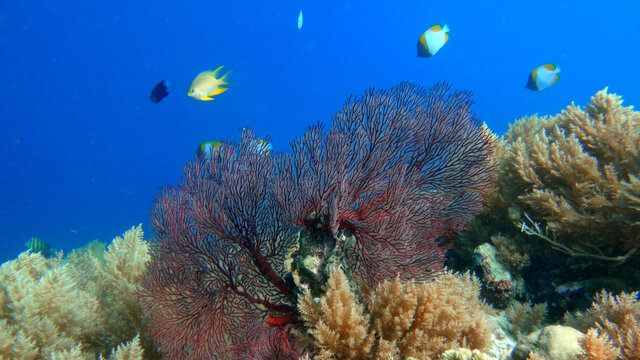 珊瑚礁