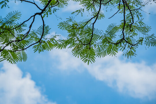蓝蓝的天空与树枝