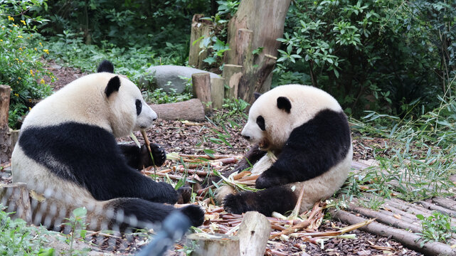 大熊猫花花和叶国宝大熊猫