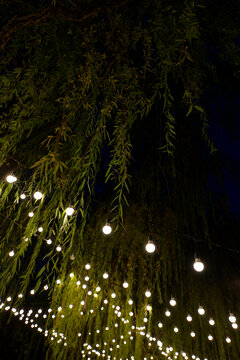 柳树和灯光
