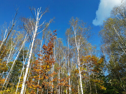 秋天长白山桦树林
