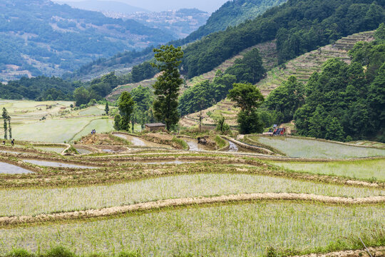 元阳梯田