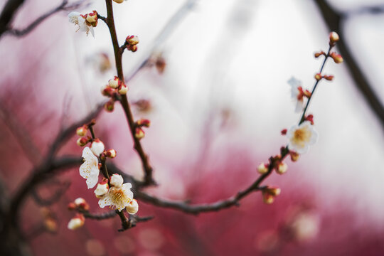 春天盛开的梅花细节特写