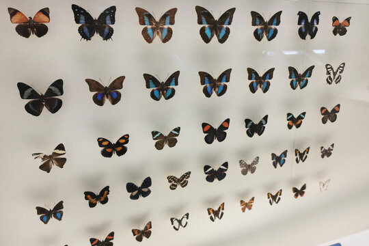 国家动物博物馆蝴蝶展厅