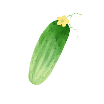 黄瓜水彩插画蔬菜素材