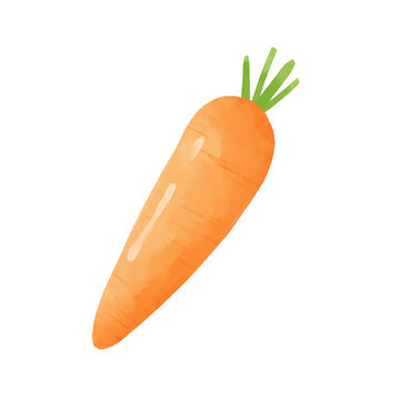 胡蘿卜水彩插畫蔬菜素材