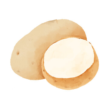 土豆水彩插畫蔬菜素材