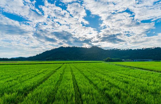 夏天蓝天白云下的大片稻田秧苗