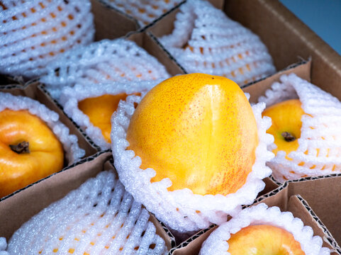 新鲜美味的杏子