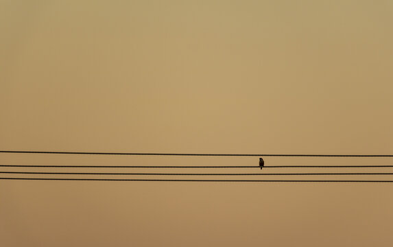 站在电线上孤独的麻雀