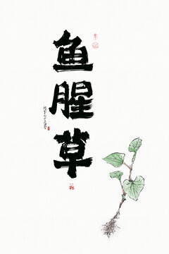 魚(yú)腥草