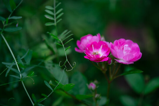 春天的蔷薇花簇